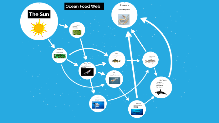 ocean-food-web-by-weston-thomas-on-prezi