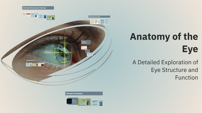 Anatomy of the Eye by Pooja Rithi on Prezi