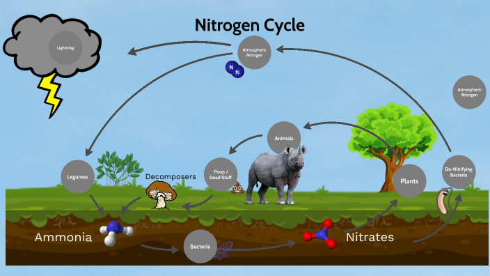 Nitrogen Cycle by Rick Peters