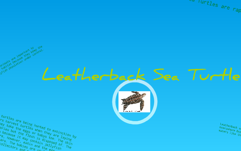 Leatherback Sea Turtles by Seaturtle Science project on Prezi