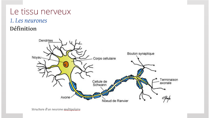 Le Tissu Nerveux By M F On Prezi Le Tissu Nerveux By M F On Prezi