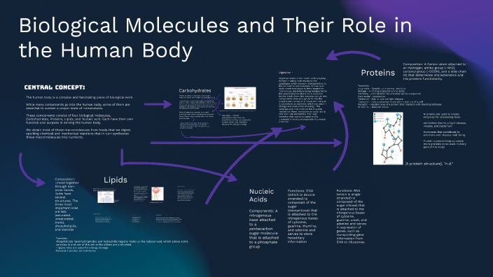 Biological Molecules and Their Role in the Human Body by Luna Marie on ...