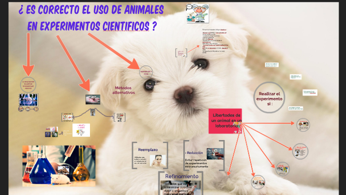 ¿ ES CORRECTO EL USO DE ANIMALES EN EXPERIMENTOS CIENTIFICOS by hedy