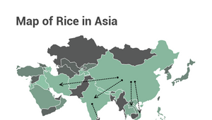 Rice Map by Alexandra Iguchi on Prezi Design