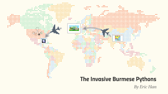 The Invasive Burmese Pythons by Erc Ham on Prezi