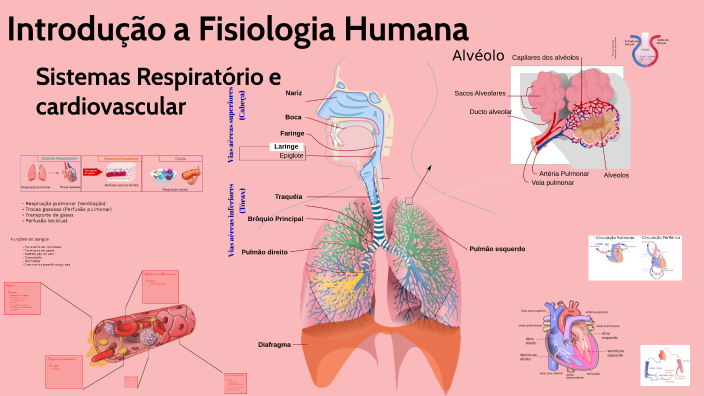 S21M1 – Sistemas Respiratório e Cardiovascular by Eloy Junior Seabra on ...