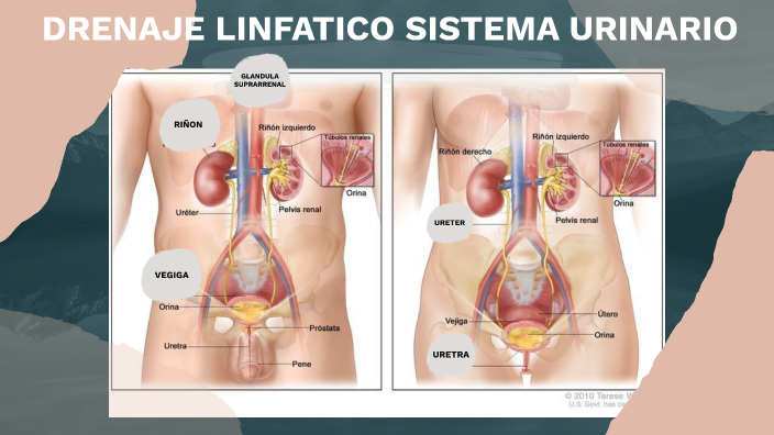 Drenaje outlet linfatico riñon