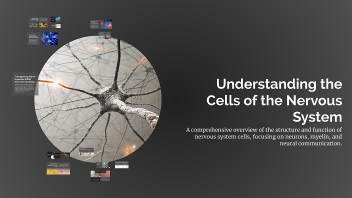 Understanding the Cells of the Nervous System by joseph castro on Prezi