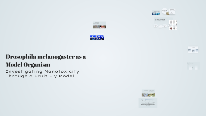 Drosophila melanogaster as a Model Organism by ECE GOZUPERK on Prezi