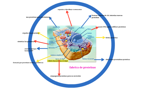 almacenan proenzimas proteicas by karen gonzalez on Prezi