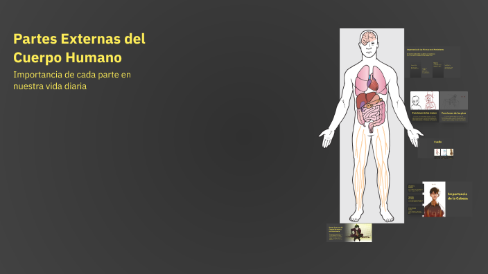 Partes Externas del Cuerpo Humano by Gabi Salamea on Prezi