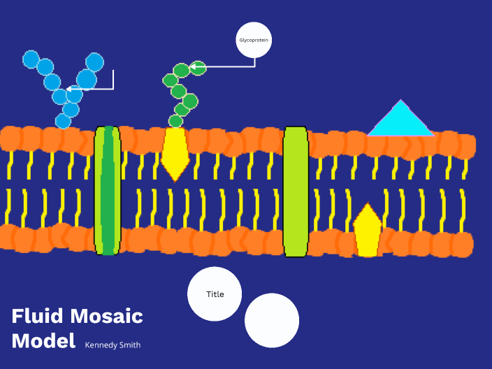 Fluid Mosaic Model by Kennedy Smith on Prezi