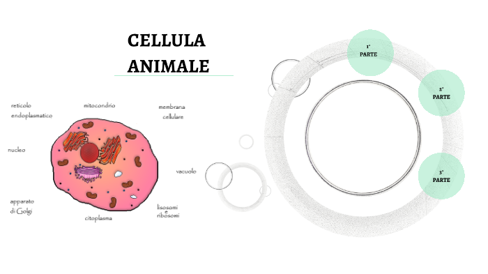 cellula animale by Riccardo Di Liberti on Prezi