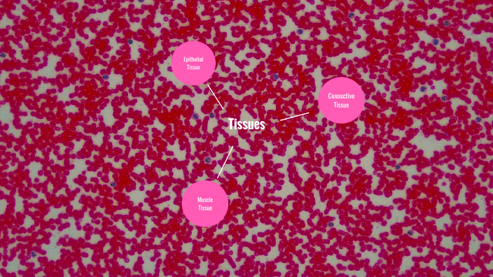 tissue concept map by Marin Bryant on Prezi