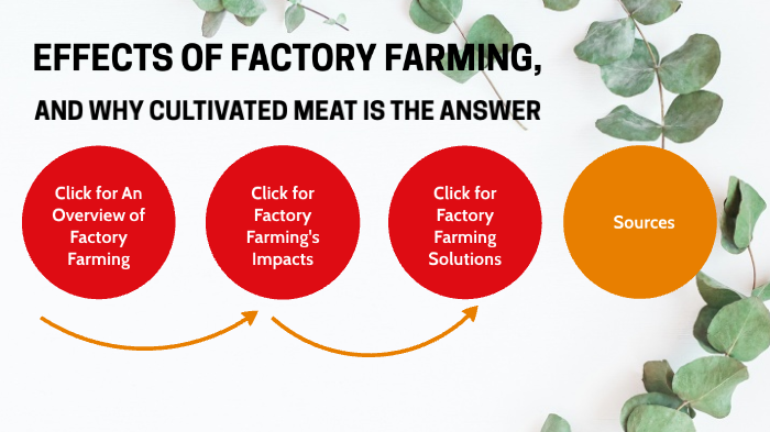 Technology: Factory Farming By Maya Chatterjee On Prezi