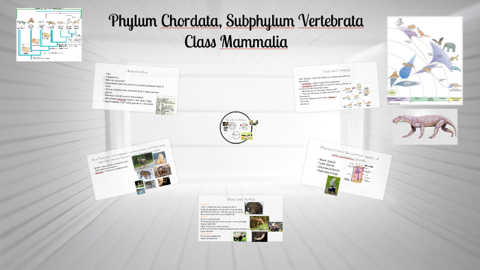 Phylum Chordata, Subphylum Vertebrata by Peggy Wright on Prezi