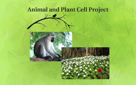 Animal and Plant Cell Project by zachary schwab