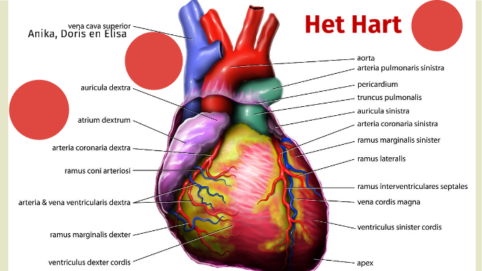 Het hart by Elisa Evrengun on Prezi