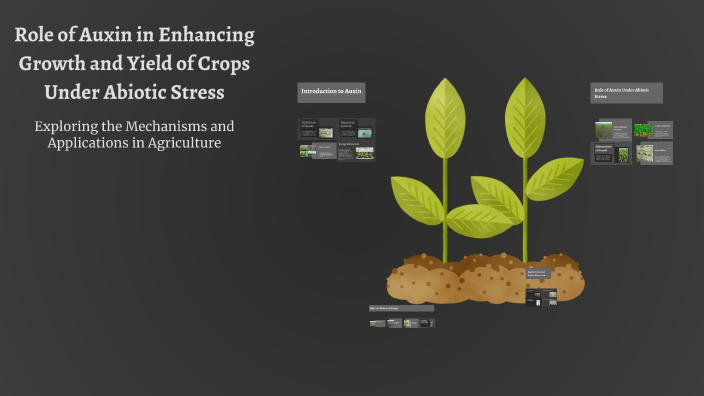 Role of Auxin in Enhancing Growth and Yield of Crops Under Abiotic ...
