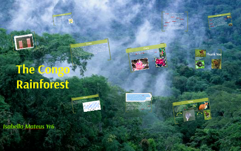 The Congo Rainforest by isabella Mateus on Prezi