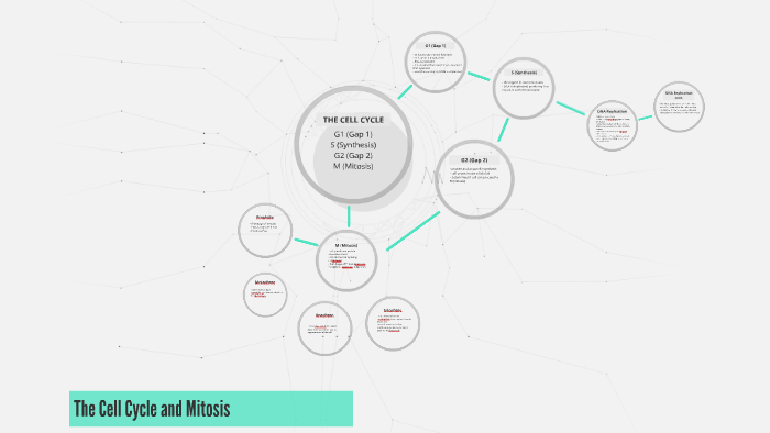 The Cell Cycle and Mitosis by Sophie E on Prezi