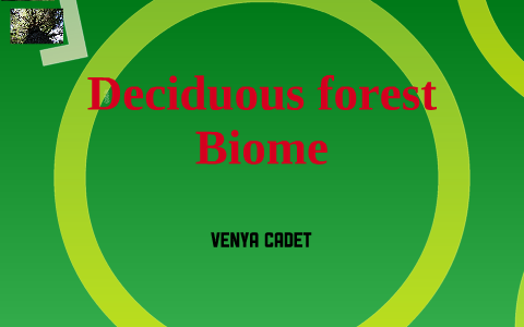 Deciduous Forest by Venya Cadet