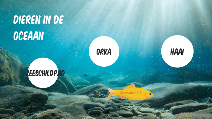 Dieren in de oceaan by Kris Van Der Hoeven on Prezi