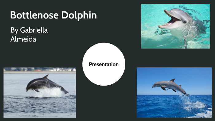 Bottlenose Dolphin by Gabriella Almeida on Prezi