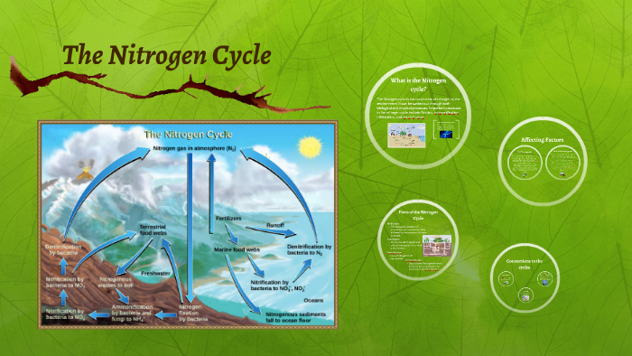 The Nitrogen Cycle by Erin Brinkley on Prezi