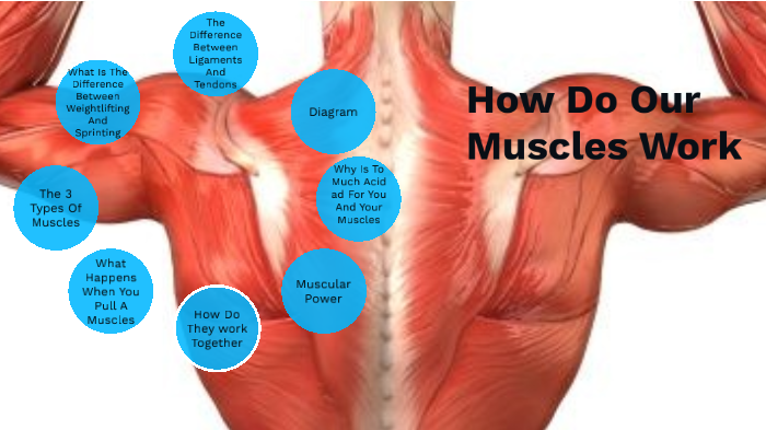 How The Muscles In The Body Work By Abby Morris On Prezi Next