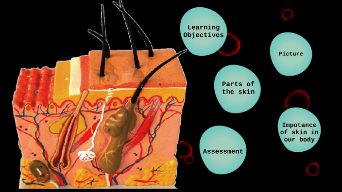 The Human Skin by MARIAN FUNTINILLA on Prezi