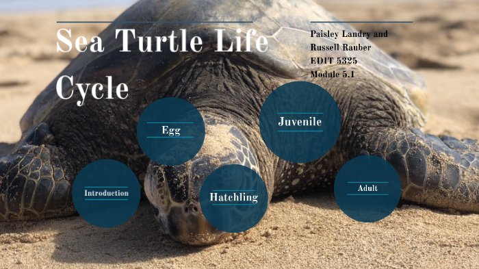 Life Cycle of a Sea Turtle by Paisley Landry on Prezi