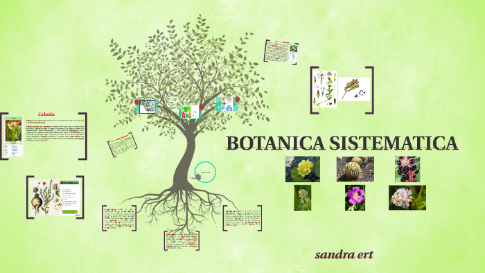 Botanica Sistematica By Sandra Reyes 8553