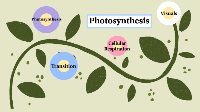 transition between photosynthesis and respiration