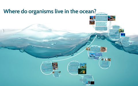 Where do organisms live in the ocean? by Molly Elliott on Prezi