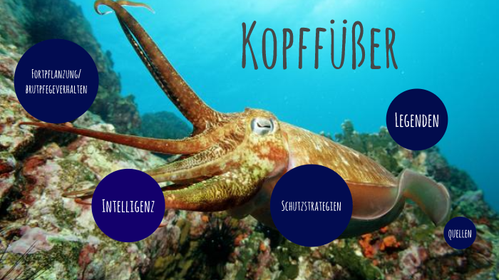 Kopffusser By Thea Stakenborg On Prezi Next