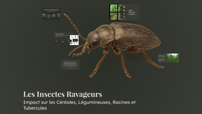 Insectes Ravageurs Les Insectes Ravageurs by Jojo Stone on Prezi