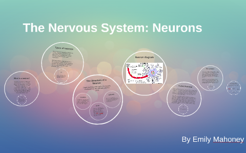 The Nervous System: Neurons by Emily Mahoney on Prezi