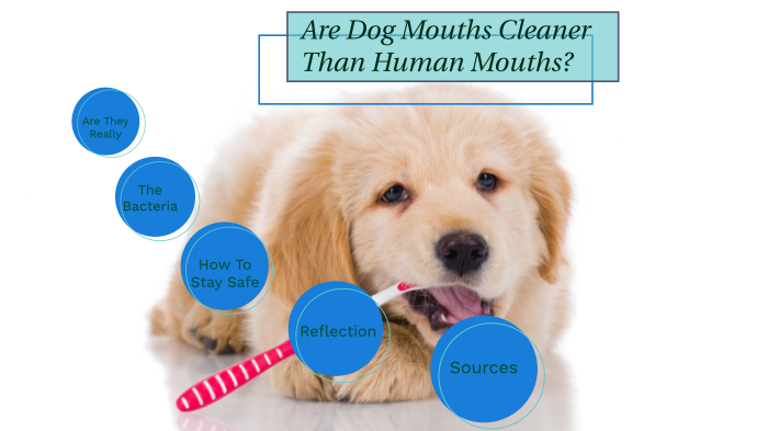 Are Dogs Mouths Cleaner Than Human's Mouths