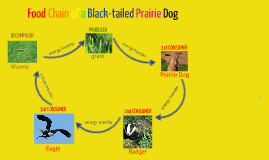 dog food chain