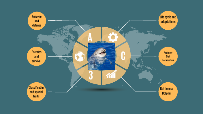 Bottlenose dolphin by Ryan Rudd on Prezi