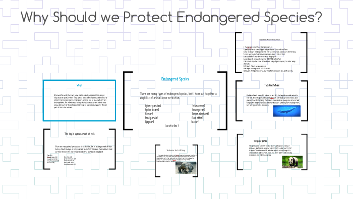 Why Should we Protect Endangered Species? by Teigyn G