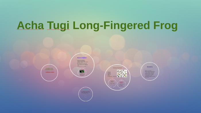 Acha Tugi Acha Tugi Long-Fingered Frog by Jensine Maxis on Prezi
