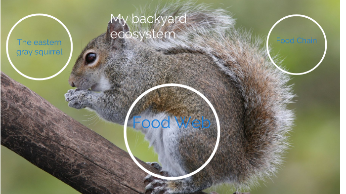 Backyard Ecosystem Project By Sean Peck On Prezi Next