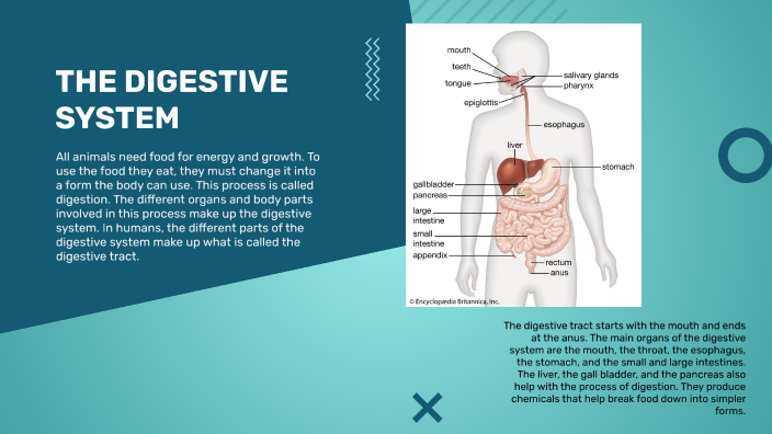 The human digestive system by Lola Taylor on Prezi