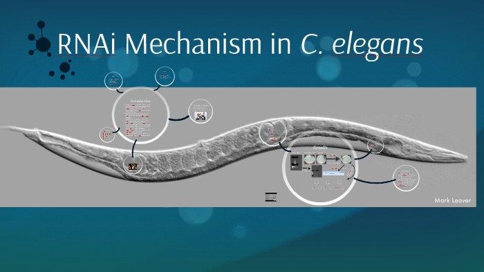 RNAi in C. Elegans by Lorenzo Anderson on Prezi