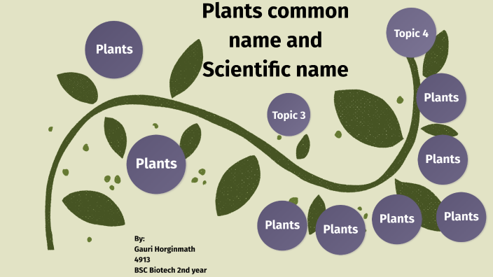 classification-of-plants-4-major-types-of-plants-biology-explorer