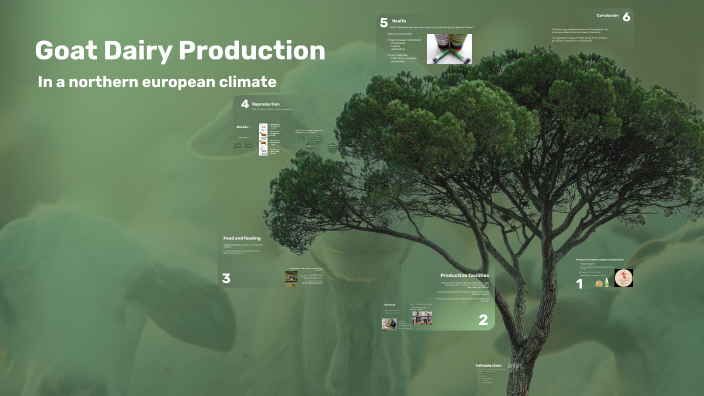 Goat Dairy Production by Rasmus Hoergreen on Prezi