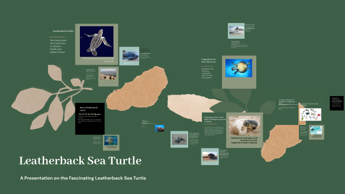 Leatherback Sea Turtle Presentation by Kimberly Maldonado on Prezi
