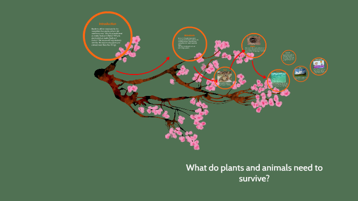 What Do Plants And Animals Need To Survive